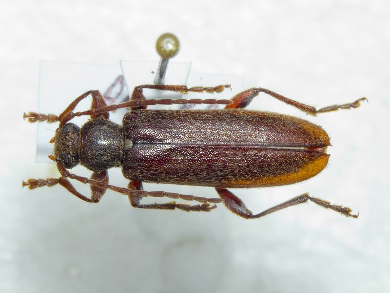 Oxypleurus nodieri Mulsant, 1839